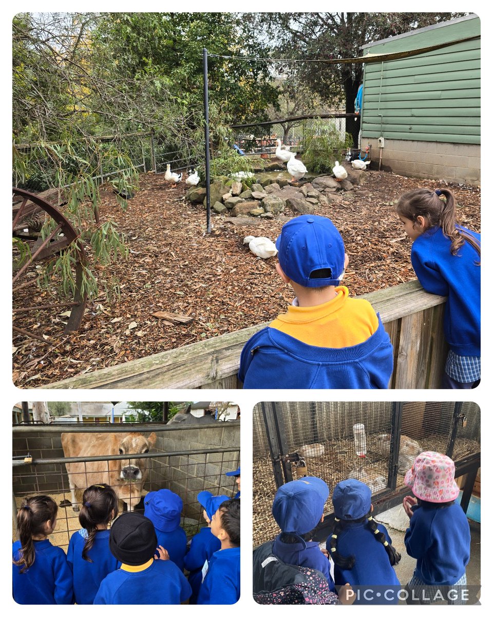 LakembaPS's tweet photo. Kindergarten students @LakembaPS had a great time at Calmsley Hill City Farm today 🤩 They had the opportunity to see various farm animals and participate in interactive shows and a tractor ride! https://t.co/ng7NRMg3Ho