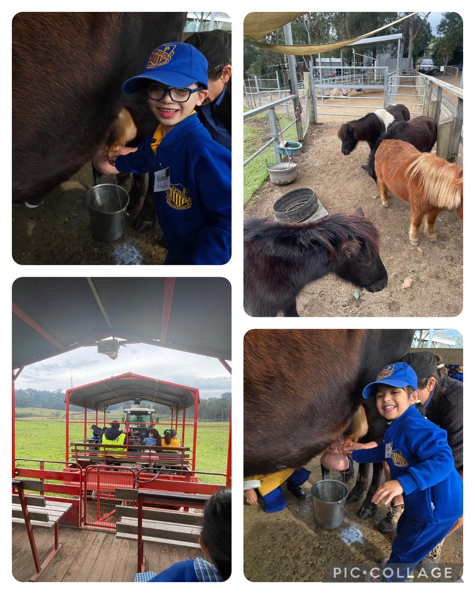 LakembaPS's tweet photo. Kindergarten students @LakembaPS had a great time at Calmsley Hill City Farm today 🤩 They had the opportunity to see various farm animals and participate in interactive shows and a tractor ride! https://t.co/ng7NRMg3Ho
