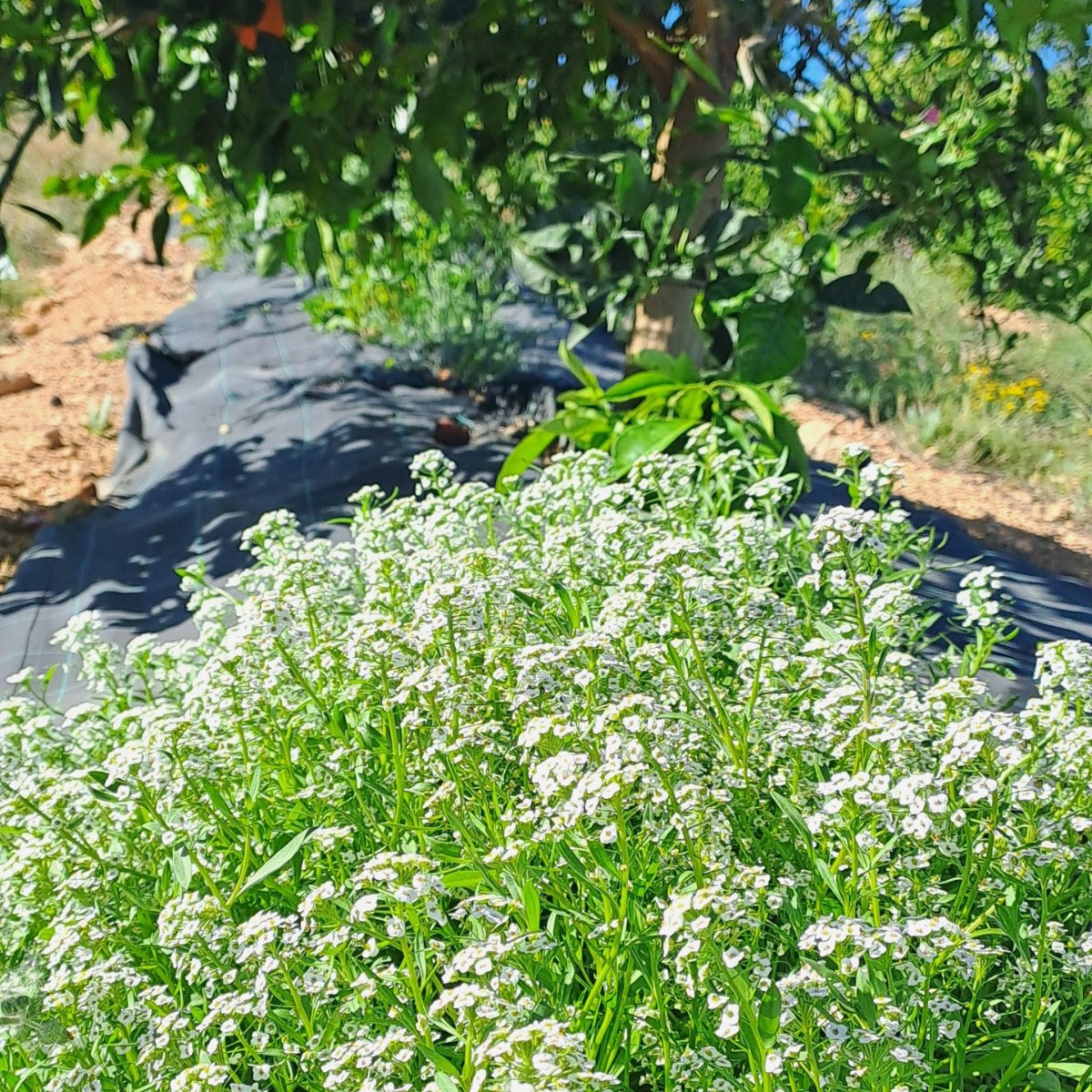 ¡Así nos encontramos actualmente las fincas de #cítricos que han sembrado o trasplantado bandas florales 🌼y cubiertas vegetales🌾antes de la campaña!
Además de fomentar el control biológico por conservación, mejoramos la estructura, fertilidad y la actividad biológica del suelo.