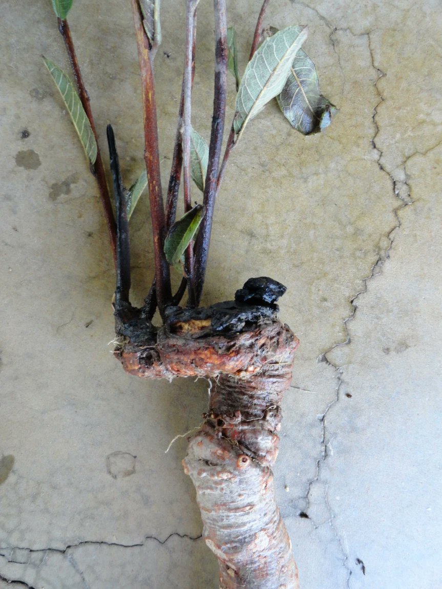 📢Meet the Xylopodium: The Ultimate Fire Buddy! 🔥🌱🔥🌱 by @aline_bombo 
▶️1url.cz/811R7 
#GoBelowground #xylopodium #fire #regeneration #cerrado #Brazil #rhizome #bulb #functionaltraits #storage #clonality #ecology #soil #plant