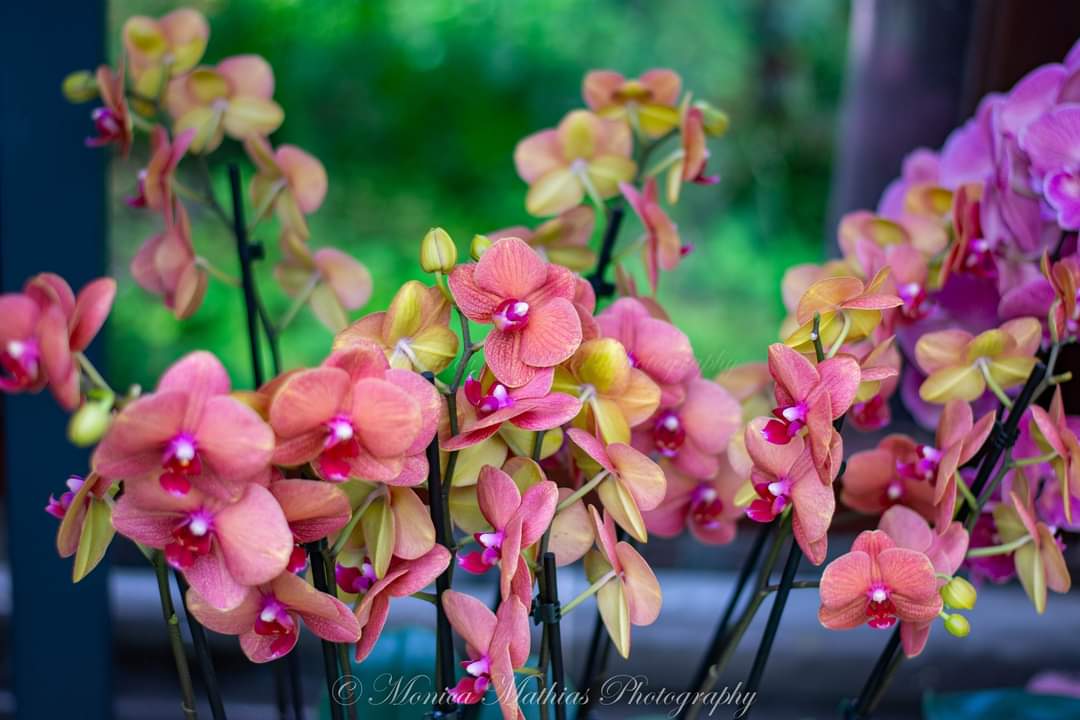 Monica Mathias tweet media