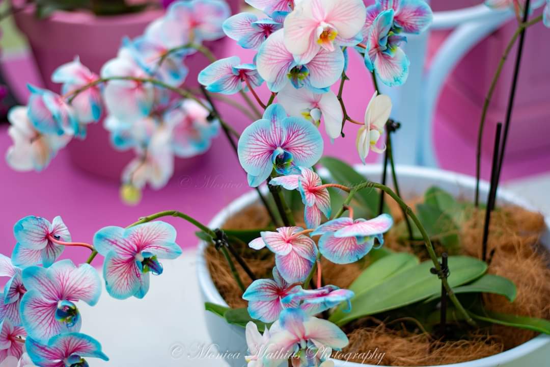 Monica Mathias tweet media