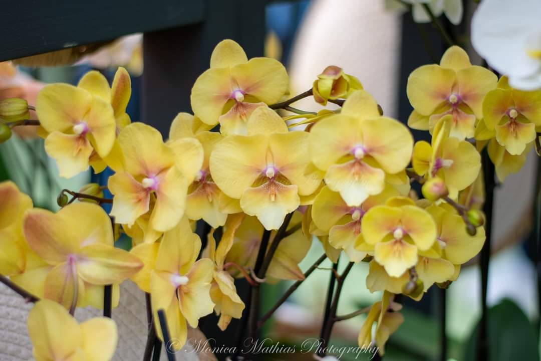 Monica Mathias tweet media