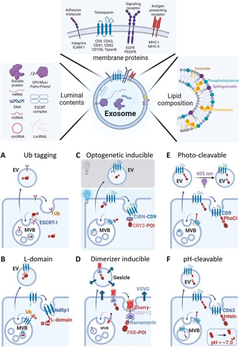 In this concise review, Chulhee Choi at ILIAS Biologics et al discussed the challenges in developing exosomes as drug carriers and provided insights into strategies for their effective clinical translation
academic.oup.com/stcltm/advance…
#extracellularvesicles #drugdelivery #proteins