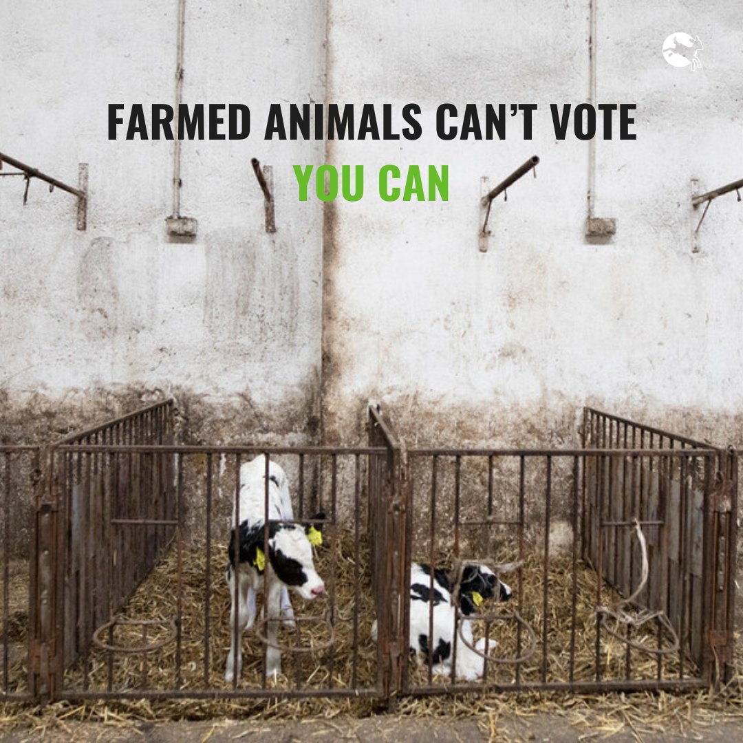 Farmed animals can’t vote. You can. 🗳️

These #EUElections are   the best opportunity for EU citizens to send a strong signal to future EU   lawmakers that animals need better protection across Europe.

Here's a compilation of resources that are key for an informed vote 👇