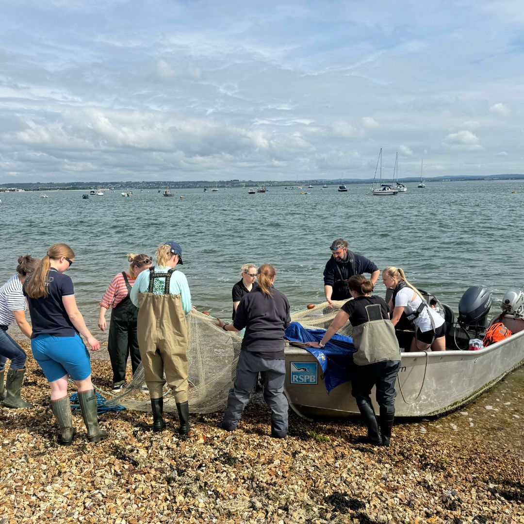 Our #Solent team have been out in Langstone this week carrying out fish surveys as part of the <a href="/solentseascape/">Solent Seascape Project</a> project 🐟