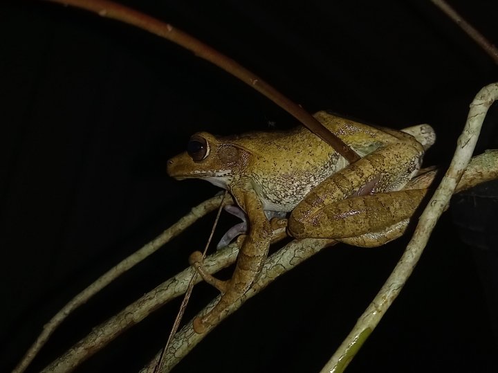 adskPigera's tweet photo. A jumper resting  🐸
#frogs #frog https://t.co/VAZmKXjPiq