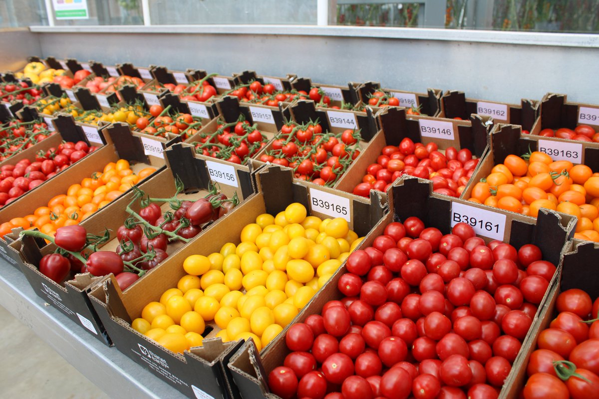 The UK's first Centre of Excellence for greenhouse growing was officially opened yesterday.  

Launched during British Tomato Fortnight, this new education centre will help to train and inspire the next generation of growers.  

growingkentandmedway.com/news/official-…