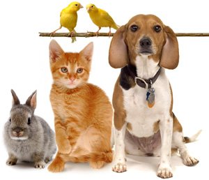 Voice4AnimalsNL's tweet photo. @anjahazekamp mijn stem heb je.! Want de #dieren hebben onze stem hard nodig, dit wat zij niet kunnen doen. 
#PvdD #EuropaKiest ✅ https://t.co/fo0Aya01N7
