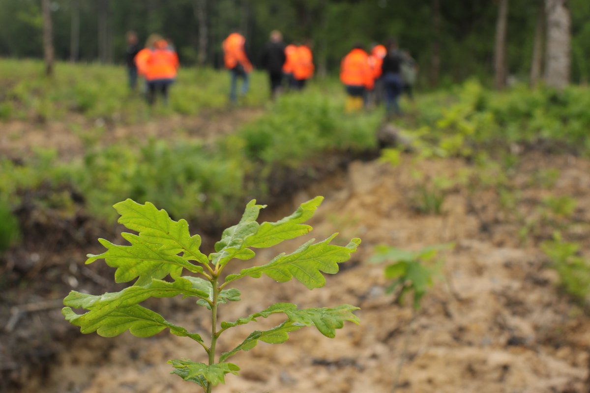 UCFF - Les Coopératives Forestières 🇫🇷 tweet media