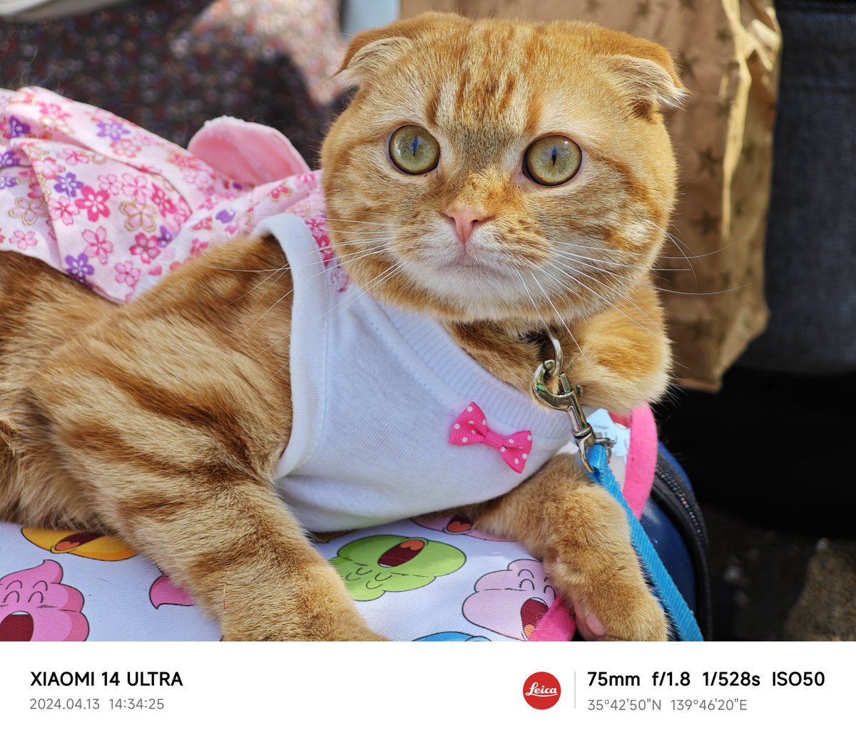 外にお出かけ中の猫ちゃん、カメラに目線合わせてくれる猫ちゃん、😺
本当に素晴らしい😻
可愛く、大人しく、マジで癒される
#Xiaomi14Ultra