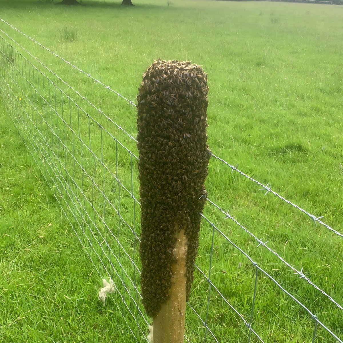 PH_Pipelines's tweet image. This swarm of bees was spotted at one of our jobs near Standish. Not a sight you see everyday! 🐝