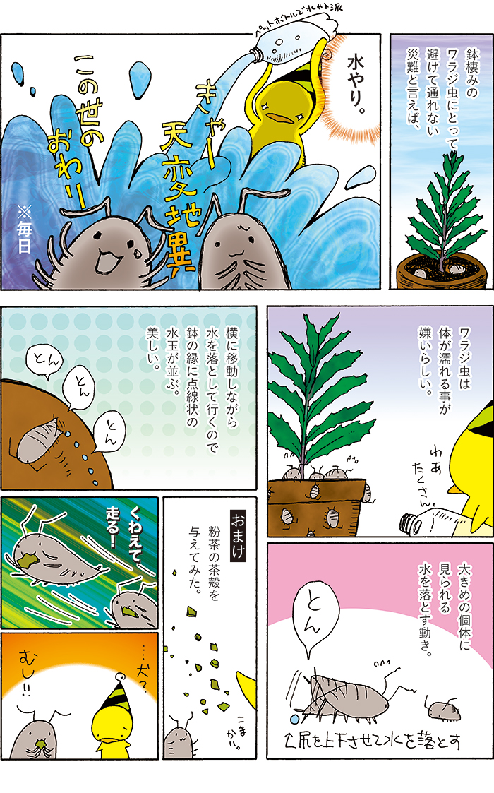 #私の作品が貴方に響くといいな
ワラジ虫を観察するのだ。 