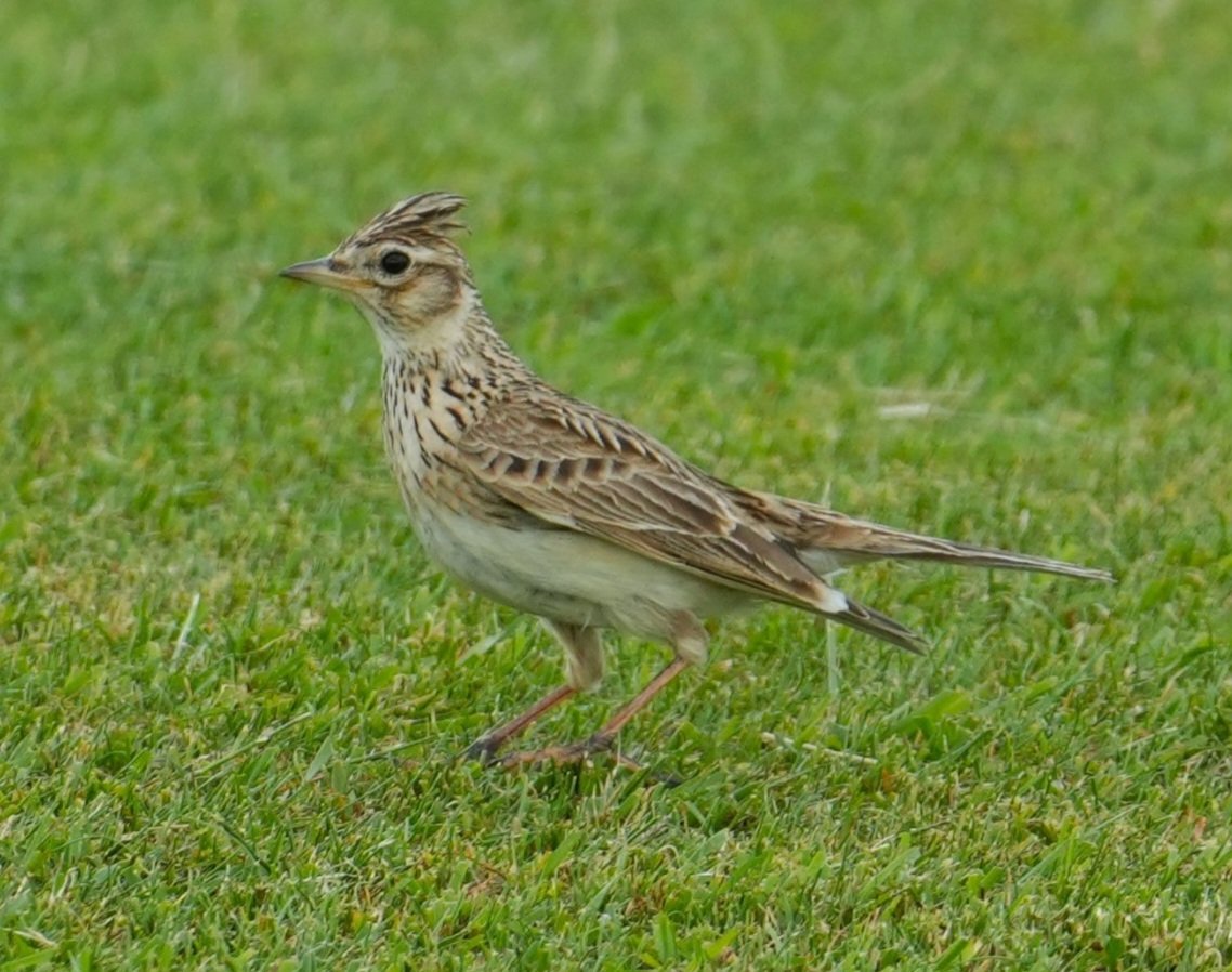 Rebel6611's tweet photo. Skylark on Stinchcombe Golf Course Dursley @stinchcombegolf #skylark #Birdsphotography #birds #Dursley #Stinchcombe #BirdsOfTwitter https://t.co/e9MjXWoUxZ