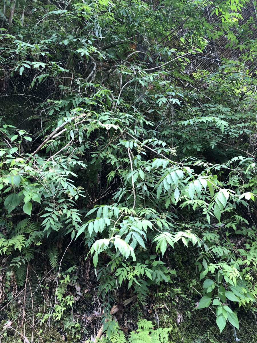 花いっぱいのクリスマスローズや綺麗なティアレア、常緑で優秀プランツ【太平洋側暖地編】 - s-garden's blog, image size:900x1200