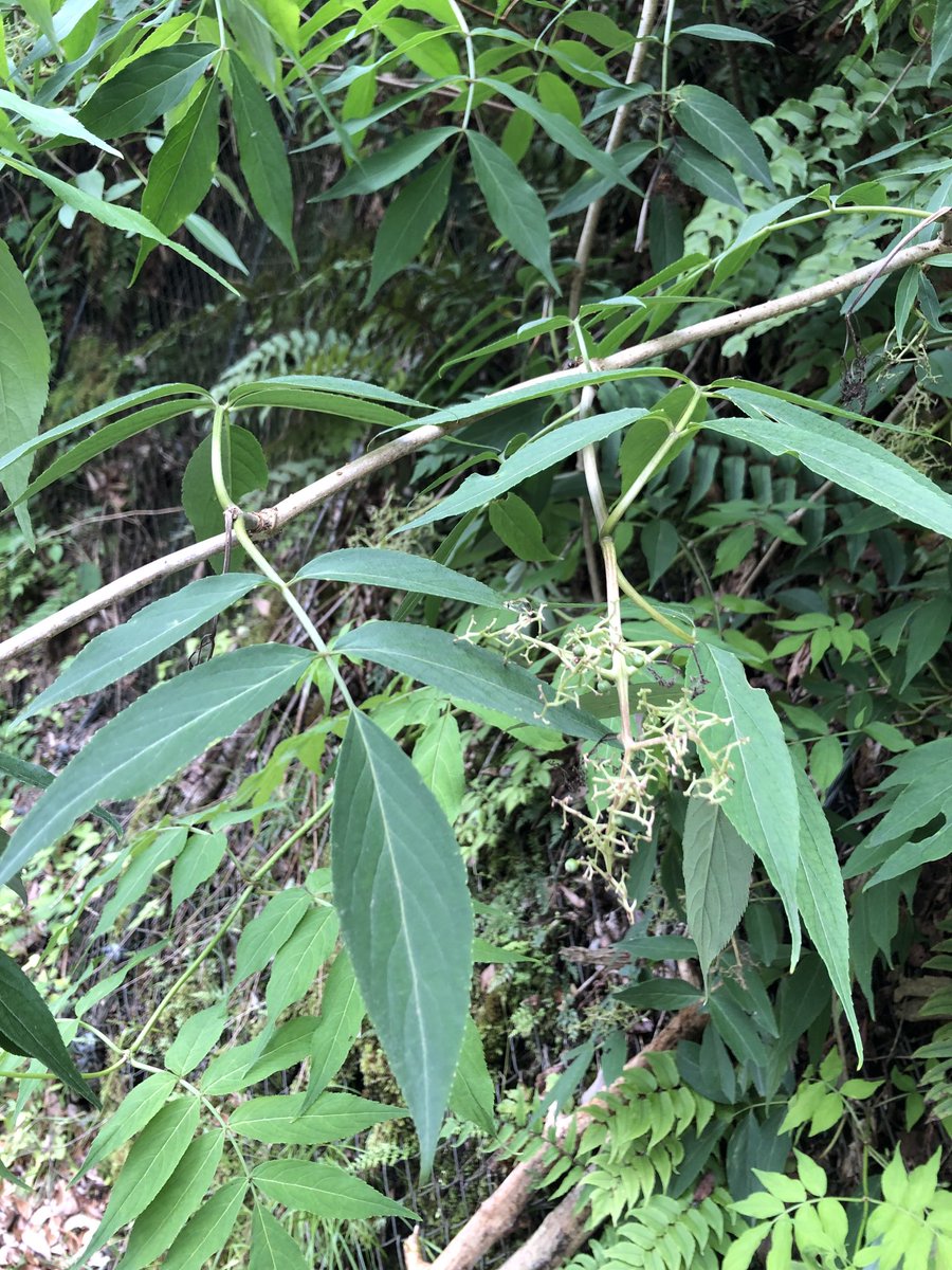 Gracilaria vermiculophylla - KnowYourWeeds, image size:900x1200