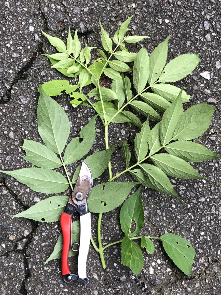 ziqiangbuxi 人工盆栽の木17インチ人工盆栽松の木 現実的な偽の植物の装飾 鉢植人工の家の植物 デスクトップディスプレイデ 盆栽 大型 人気  おしゃれ 松の盆栽 人工観葉 フェイクグリーン インテリアグリーン 観葉植物 造花 インテリア 式典 卒業式 祭典 イベント ..., image size:900x1200