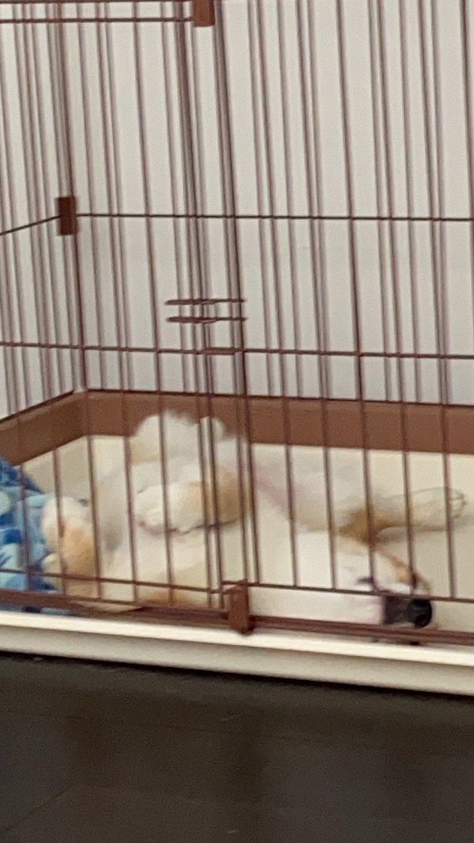 #全日本きもちよさそうに眠るいぬ選手権