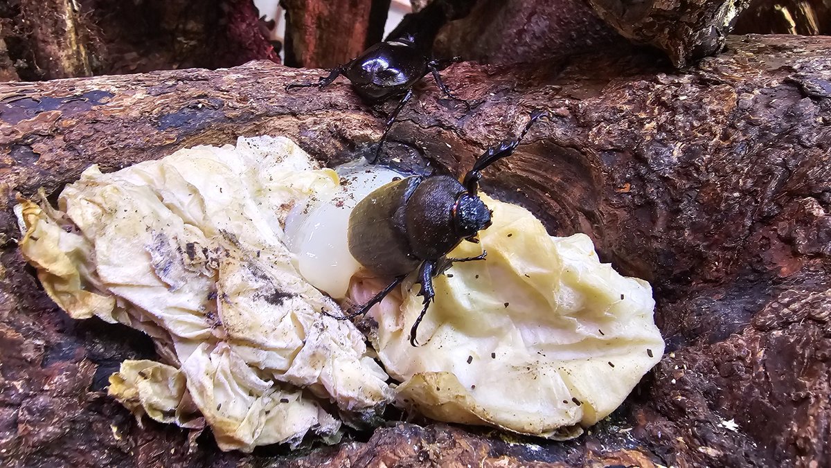 sk_kabu_kuwa16's tweet photo. 夏になったらカブトムシが沸いてくるデカ虫かご👊
我が家に夏が来ました✌️ https://t.co/pQdZVRUEtt
