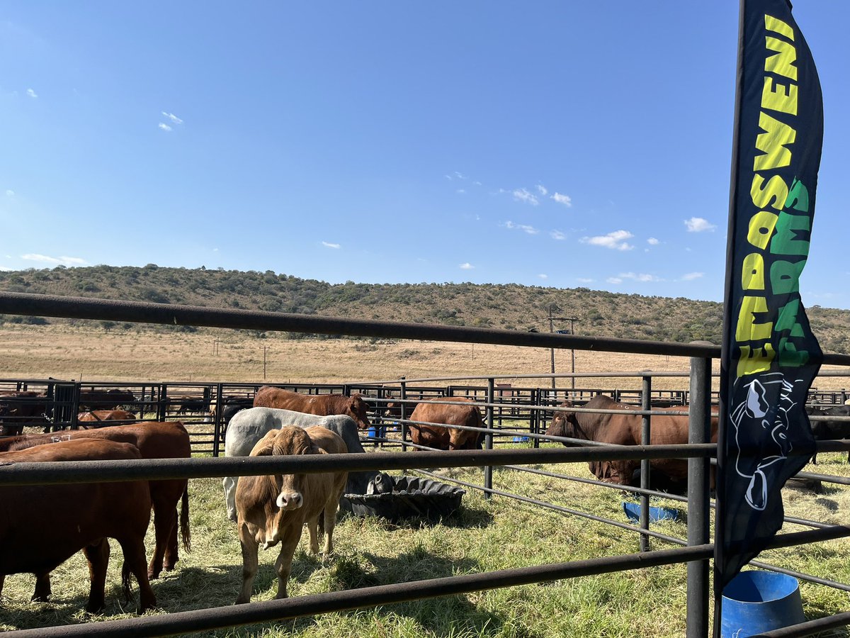 ColoursOfHopeZA's tweet photo. Was a lovely day around magnificent livestock at the #NCBA Auction and Family Fun Day. To all those who didn’t forget our Palestinian brothers and sisters today, THANK YOU for remembering. Thank you for your support in all our projects.
#newcastle #qurbani #coloursofhope https://t.co/SAHzaDBZfv