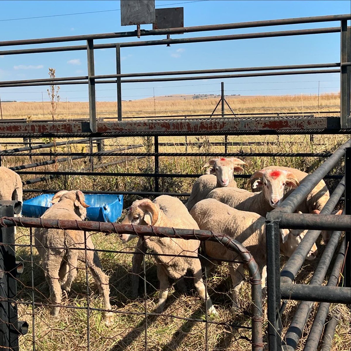 ColoursOfHopeZA's tweet photo. Was a lovely day around magnificent livestock at the #NCBA Auction and Family Fun Day. To all those who didn’t forget our Palestinian brothers and sisters today, THANK YOU for remembering. Thank you for your support in all our projects.
#newcastle #qurbani #coloursofhope https://t.co/SAHzaDBZfv