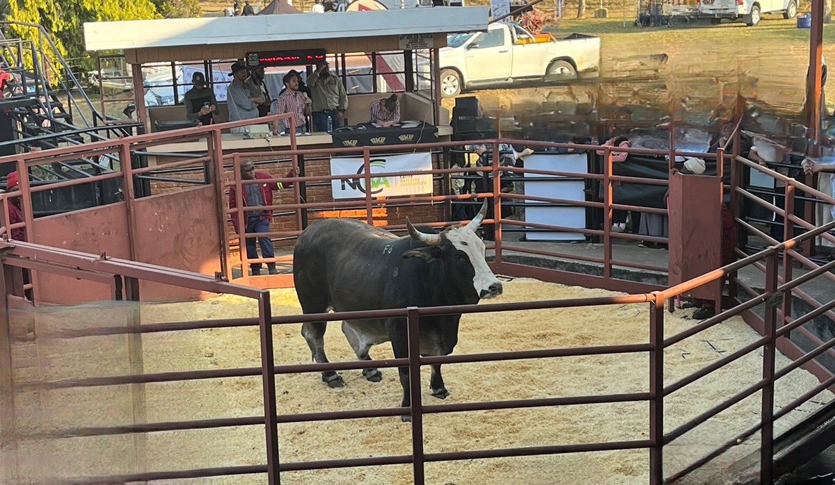 ColoursOfHopeZA's tweet photo. Was a lovely day around magnificent livestock at the #NCBA Auction and Family Fun Day. To all those who didn’t forget our Palestinian brothers and sisters today, THANK YOU for remembering. Thank you for your support in all our projects.
#newcastle #qurbani #coloursofhope https://t.co/SAHzaDBZfv