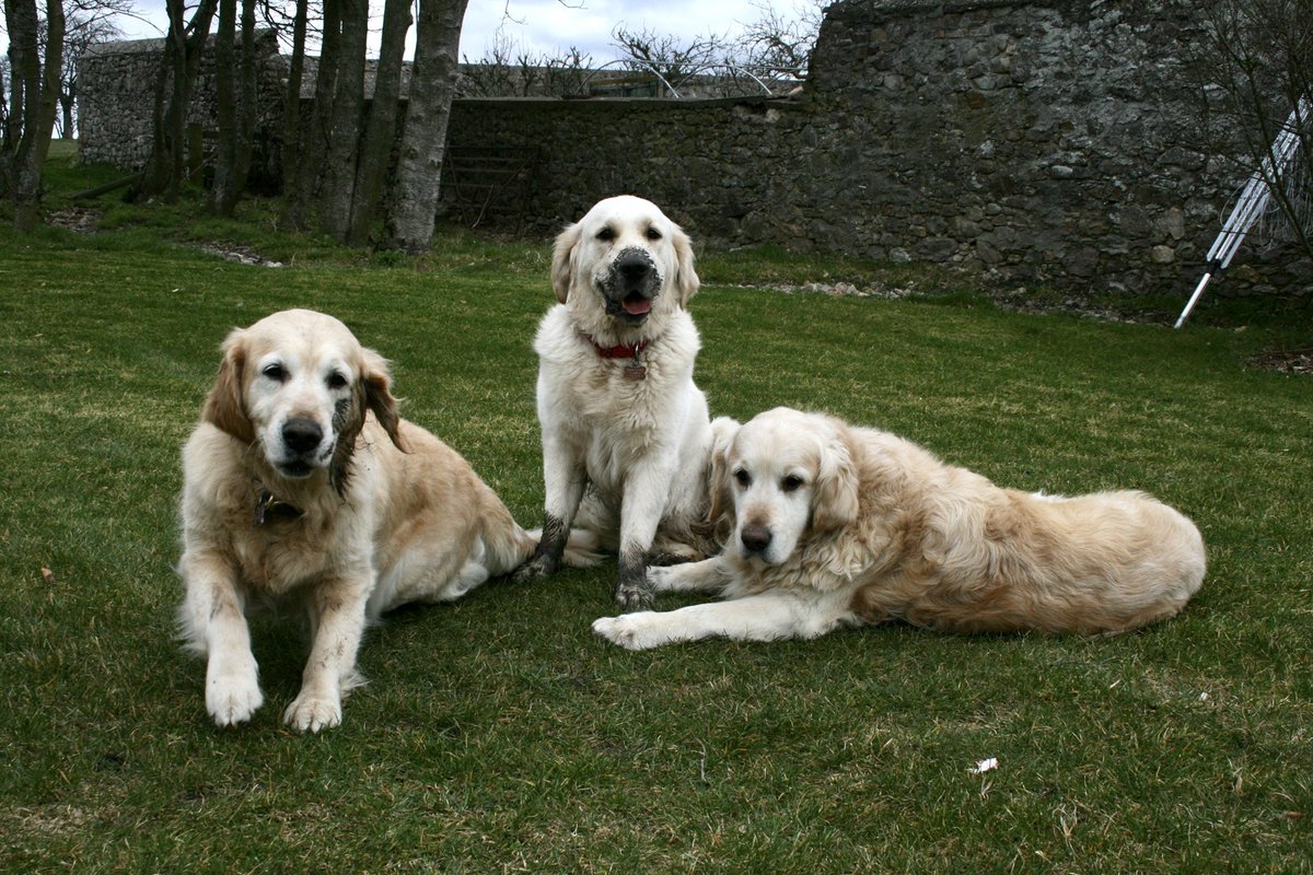 Thank you to each and everyone of you for sending messages of love and hope following the passing of Jonti. You have no idea how much they have helped over the past couple of days 🙏❤️💔. She was born here, died here and is buried here at home 🙏❤️💔