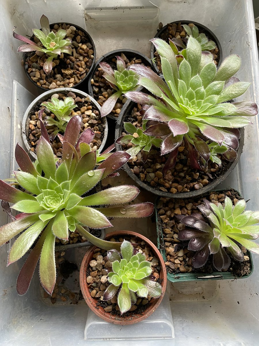 SSwindoninBloom tweet media