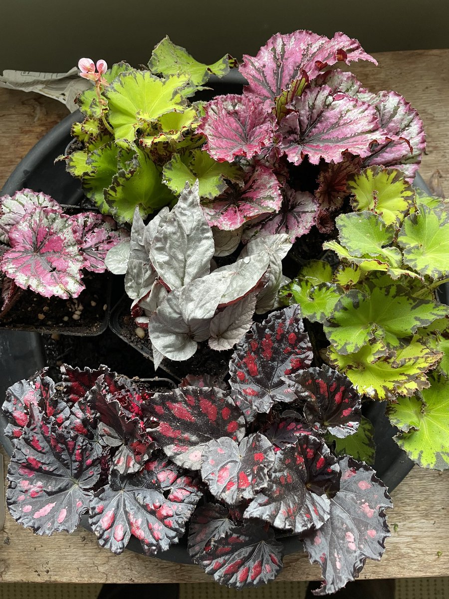 SSwindoninBloom tweet media