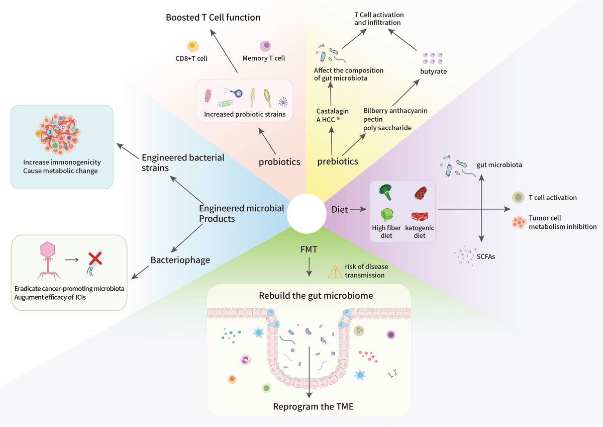 iespigado's tweet photo. Critical role of the gut microbiota in immune
responses and cancer immunotherapy
Zehua Li1,2†, Weixi Xiong3,4†, Zhu Liang2,5†, Jinyu Wang6, Ziyi Zeng7, Damian Kołat8,9, Xi Li10, Dong Zhou3,4, Xuewen Xu1 and Linyong Zhao11* https://t.co/QIAMucMIHc