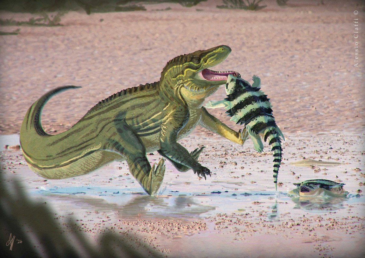 CiaffiAlessio's tweet photo. Northern Italy, Triassic. A Ticinosuchus curiously moves its snout closer to two Cyamodus, but recoils in confusion at the bite of one of the two durophagous placodonts.
Illustration produced for the paleoart exhibition of the Italian palaeontology congress (Paleodays 2024). https://t.co/ORPXfBFY26