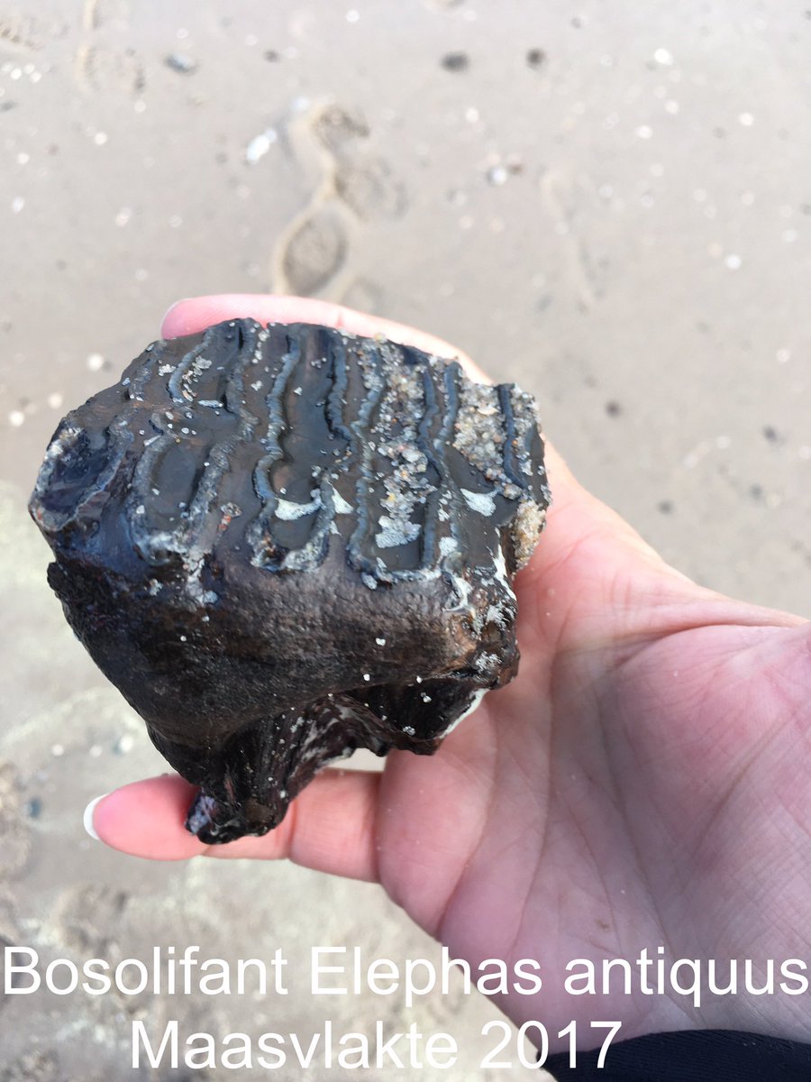 HesterLoeff's tweet photo. Excursies! De #Maasvlakte is een bijzondere plek voor het vinden van fossielen uit de IJstijd: mammoet, neushoorn, reuzenhert. 

Zo 23 juni en zo 7 juli om 10:00 weer excursies €17,50 pp (geldt voor elke leeftijd). Excursie duur +/- 2 uur. DM voor aanmelden! 

Repost = lief! https://t.co/BpFbbsg88X