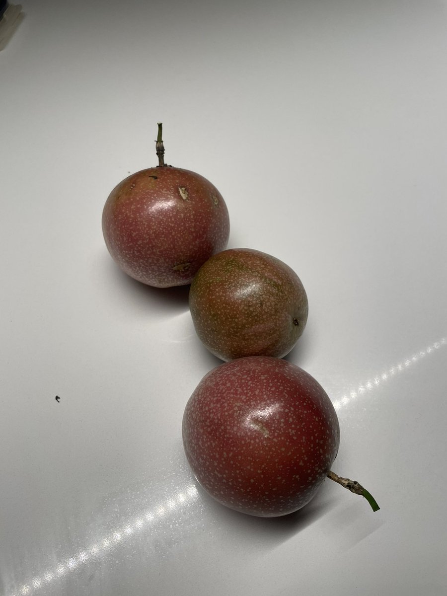 Breaking my social media silence to share some exciting news. After 3 years and multiple battles with possums we have now successfully grown some delicious passionfruit! The vine is loaded with fruit, now to figure out what to do with our massive hall 🥳🥳🥳