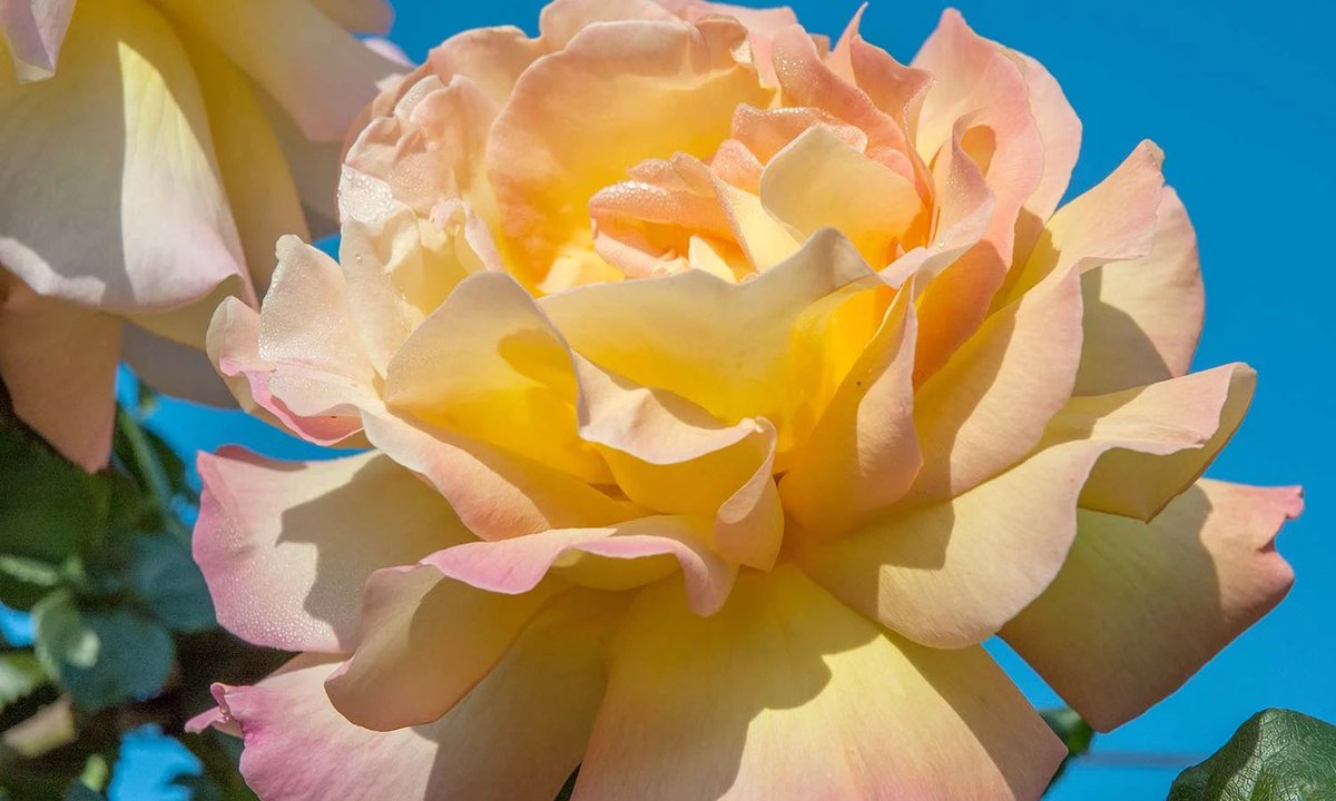🌹rosesuk (@rosesukroses) on Twitter photo <a href="/NoDPIsigma/">@Nodpisigma</a> The ‘Peace’ rose. Possibly one of the most famous roses in the world. Also known as ‘Mme A. Meilland’. Originally given to delegates who met in San Francisco in 1945 at the formation of the United Nations (UN). Image: Meilland. <a href="/NoDPIsigma/">@Nodpisigma</a> The ‘Peace’ rose. Possibly one of the most famous roses in the world. Also known as ‘Mme A. Meilland’. Originally given to delegates who met in San Francisco in 1945 at the formation of the United Nations (UN). Image: Meilland.