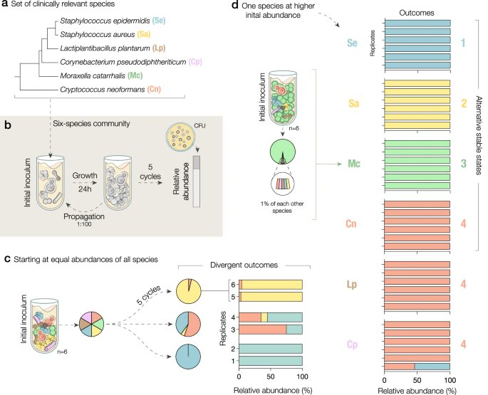 O_Borkowski's tweet photo. Cooperative growth in microbial communities is a driver of multistability
https://t.co/7uL4sZtmnK https://t.co/KLcbHPjyBg