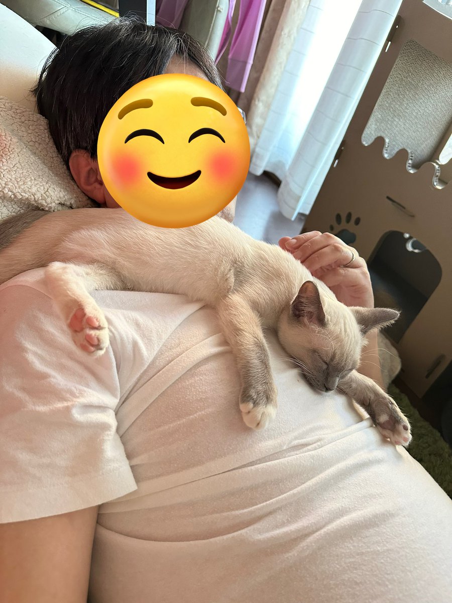 noame65322's tweet photo. #全日本きもちよさそうに眠るねこ選手権
どこでも寝れる子😴 https://t.co/SDqEfFFmzv