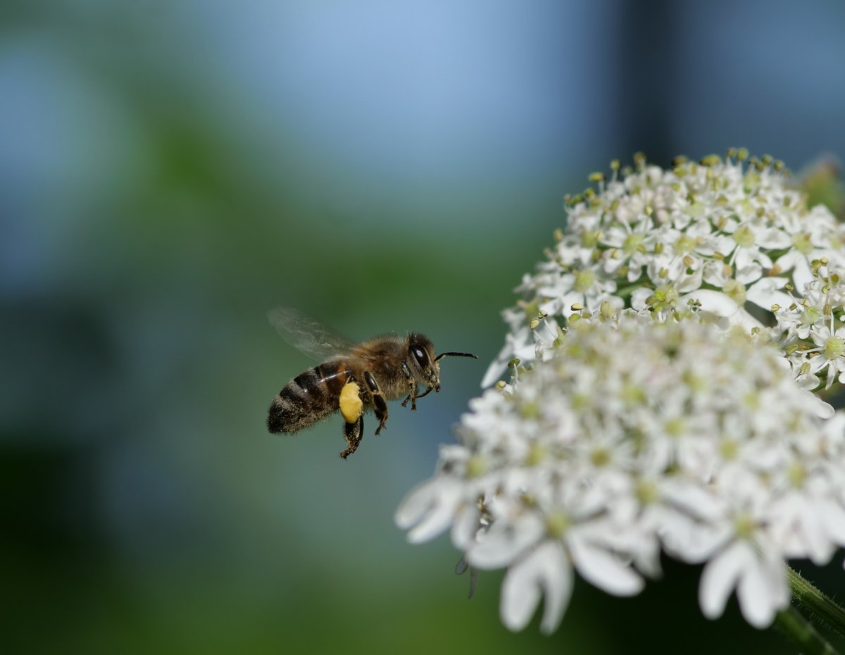 We're buzzing! The first of our free monthly nature talks at the Blossom Branch takes place on June 13th at 6.30pm! Join local bee keeper Jane and learn about urban bee keeping, try some honey, and see how beeswax can be used in the home! Register forms.office.com/e/gwTJLx8wBZ