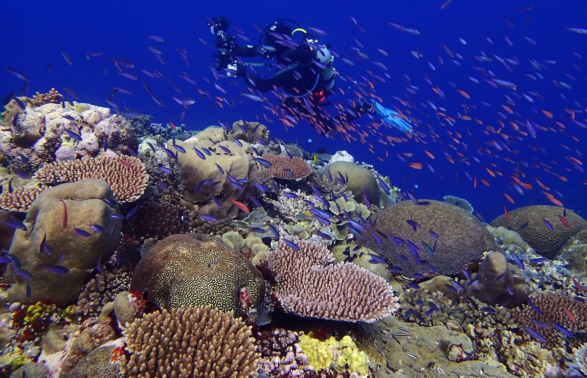 One of CORDAP's funded project leads, @AmeliaWenger, has something to ask you! Read below and please share this around. Let's beat polution together⬇️

🌊 Calling all coral reef enthusiasts! 🌊

As part of our G20 CORDAP (Coral Research &amp; Development Accelerator Platform) project