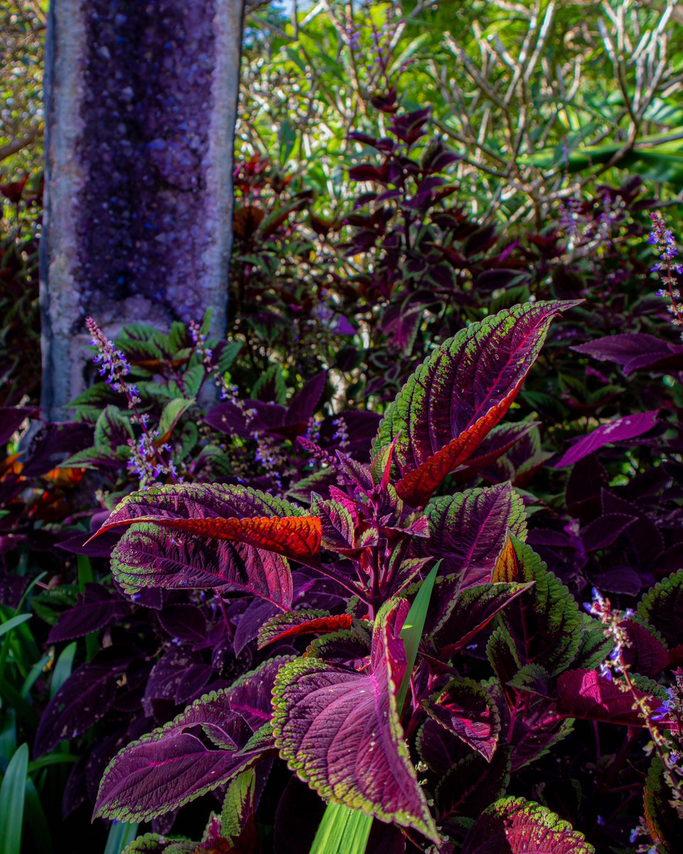 VibrantxVisuals's tweet photo. NATURES FINEST

https://t.co/tw62bKMkqy https://t.co/WbrLnKRyKU