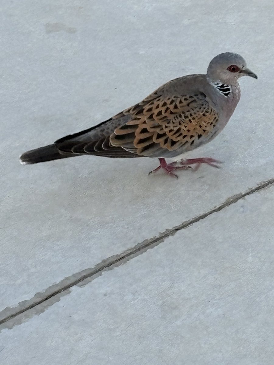 Birdmanbarry's tweet photo. Nice to see a turtle dove - sadly an all too rare sight these days ⁦@BBOWT⁩ https://t.co/khRRhAmgJ4