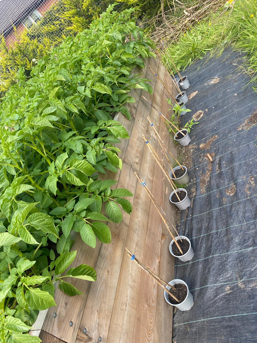 GlasgowFPP's tweet photo. Last week we were at @St_Angelas_Pri with more bean activities; we told them about the Full of Beans Campaign, did some research into beans, planted beans in their growing space, and played the @BeanMealsUK Beantopia board game. 🫘🫘🫘
#glasgowfullofbeans #beanishow https://t.co/m96ckb4Ujg