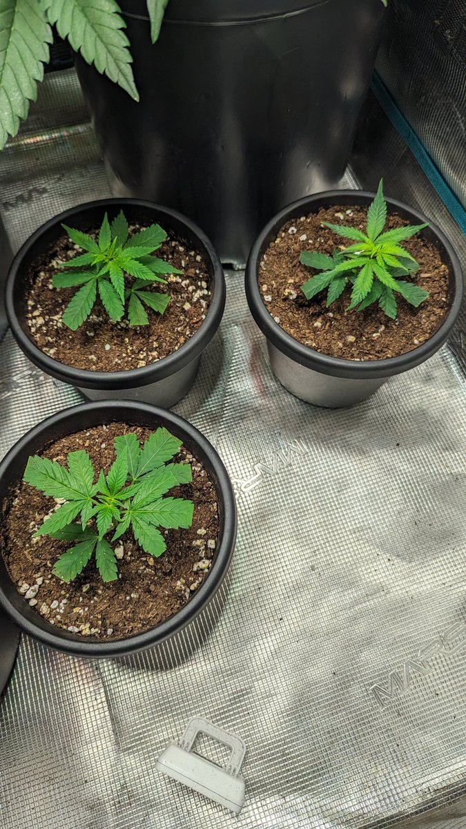 IGROWmids710's tweet photo. Top'O morning to EVERYBODY! 
Checking in on the #autotent w/bagseed + 3 clones now😁 &amp; I know they are not getting all the light so I shall prove the defoliating for better light down below is just a myth😂😜 member to laugh&amp;love as much as possible💨🤙✌️
#growyourown #HomeGrown https://t.co/iTch7ScS9W