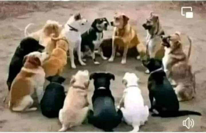 AmitTiw77096526's tweet photo. गांव में जब बकरा पकता है।तो सारे कुत्ते एक दुसरे से सटकर शांति से बैठे रहते हैं।

उनकी एकता की पोल तो हड्डी फेंकने के बाद ही खुलती हैं 😁
@ChandanSharmaG
@iSinghApurva https://t.co/6mqR5Eqxf9
