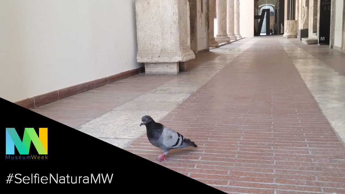Abbiamo chiesto al nostro gentile visitatore di scattarsi un selfie ma ha preferito che fossimo noi ad immortalarlo nel cortile del museo!
Cosa non si fa di questi tempi pur di apparire! 😜

#museumweek2024 #MW2024 #NatureSelfieMW #SelfieNaturaMW