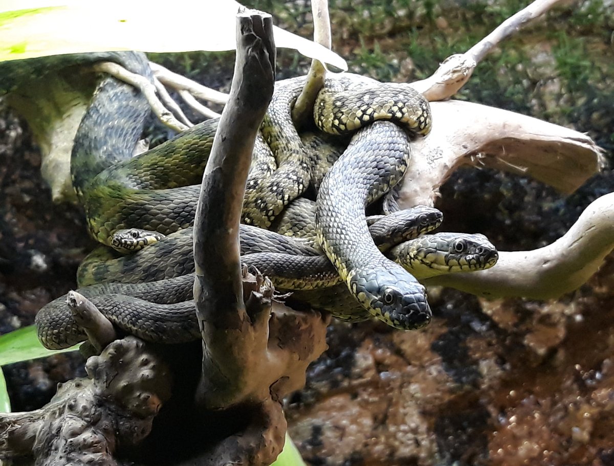 🐟🐸🐍Recoge tu invitación y visita la Casa del Río, de forma gratuita, hasta el 9 de junio. Un espacio en el que descubrirás especies vivas de peces, anfibios, crustáceos, reptiles... que habitan en el Pisuerga. ¿A qué esperas?