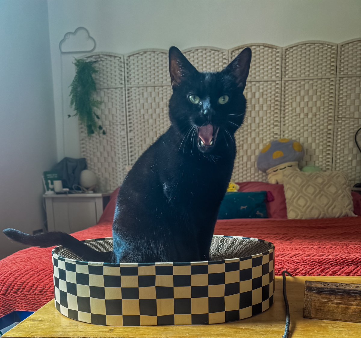 little__looop's tweet photo. @MissSlayzzz Kuro says hi to Zuri and get well soon to you https://t.co/3G8b8IaXl4