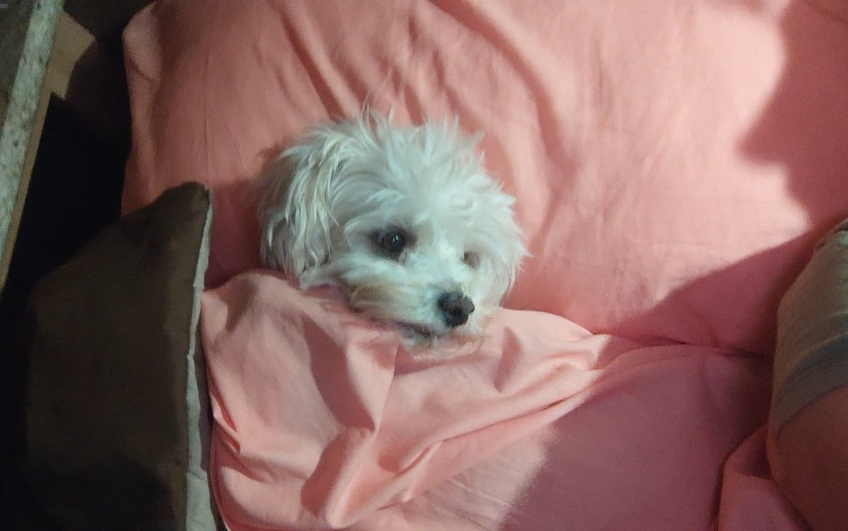 ROUS_RAULD's tweet photo. #MiMascotaRata acá #Leik mi último de los 8 rescatados que duermen en la cama ...tiene unos 4 años app. Es regalón y muy agradecidos...pertenece a la banda de los @Chubysontour ✨🐕🐾🐾❣️ https://t.co/br4ZopJebM