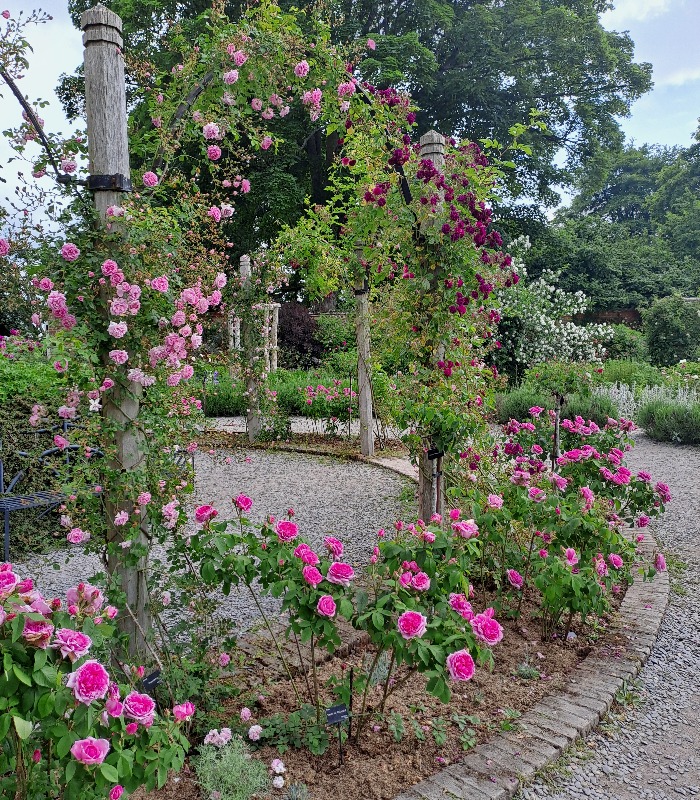 MottisfontNT's tweet photo. Views from the rose garden, 6 June: the walled gardens are full of colour and scent as we reach peak flowering season. Climbers, shrubs and ramblers are now almost all in bloom, though there are still some buds poised to emerge. https://t.co/kifzZIPFEG