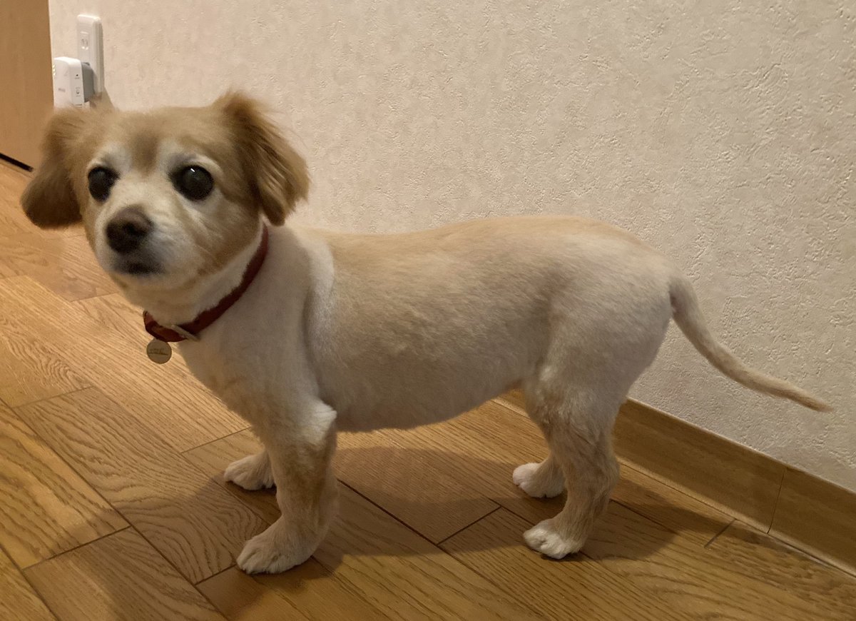 mugitan_54's tweet photo. 困り顔...
こぶたのしっぽ...
猫さんみたいな影...
全てがむぎで愛おしい存在
#チワックス #ミックス犬
#犬好きさんと繋がりたい https://t.co/iVF2bVJ8ZS