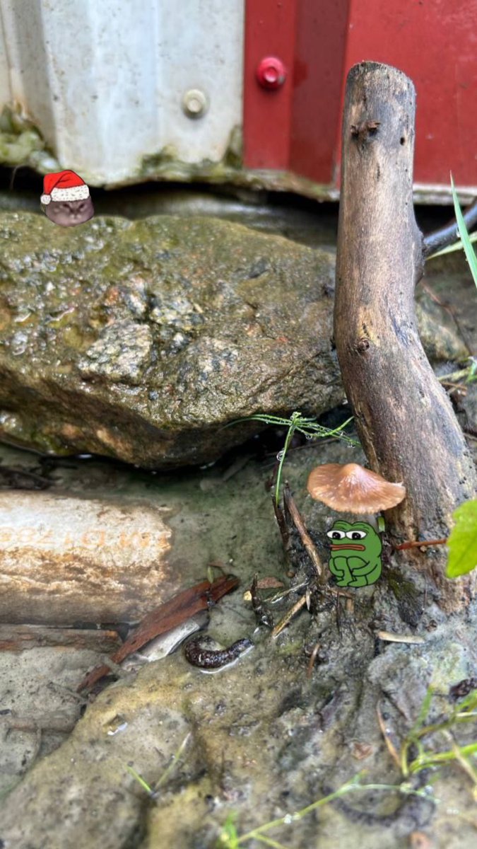 Don’t b scared frok 🐸